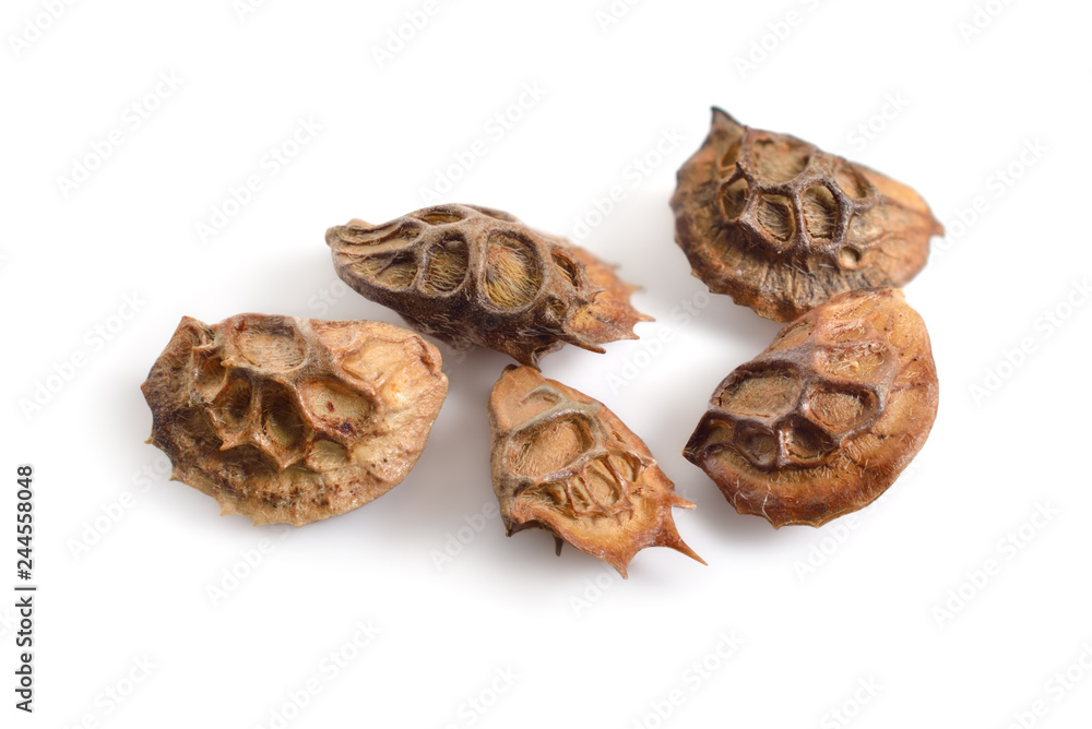 Seed of Onobrychis or sainfoins. Isolated on white background Seed of Onobrychis or sainfoins. Isolated on white background