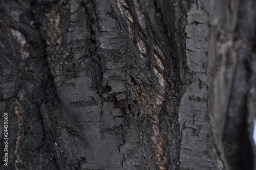 bark of a tree