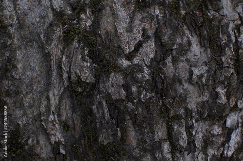 bark of a tree