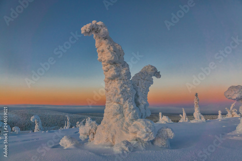 Winter landscape with snow covered trees in winter forest. photo