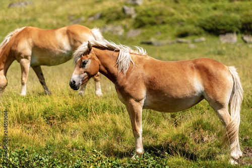 Brown and white wild horses in mountain