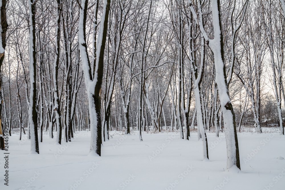 Fototapeta premium White winter in the park
