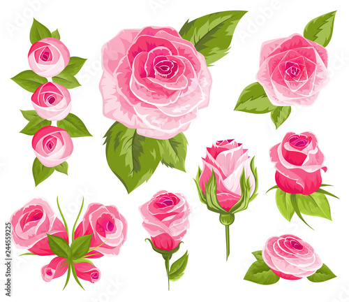 Vintage flowers set. Pink roses and buds. Wedding flowers bundle. Flower collection of watercolor detailed hand drawn roses. Vector illustration.