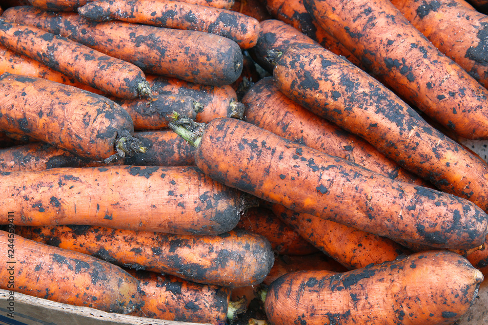 Carrots. Fresh carrots just out of the field Carrots. Fresh carrots just out of the field