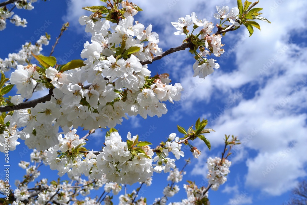 Fototapeta premium flower to heaven