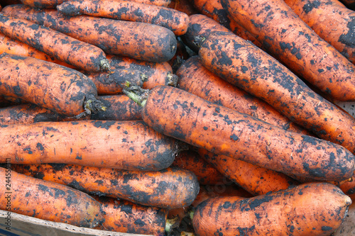 Carrots. Fresh carrots just out of the field