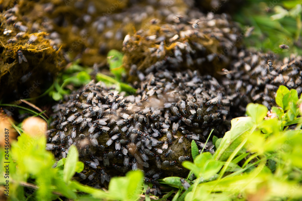 Many flies sit on horse excrements Many flies sit on horse excrements