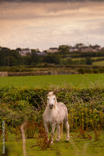 Fototapeta Naklejka Na Ścianę i Meble -  Horse in a Field Near Kilkeel Northern Ireland