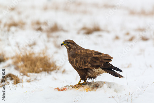 Common buzzard eating meat on the snow