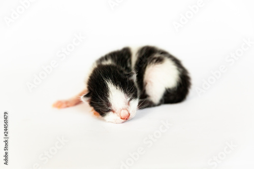 Newborn black and white kitten © Igor