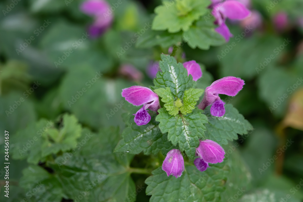 Spotted Dead Nettle Flowers in Bloom in Winter Spotted Dead Nettle Flowers in Bloom in Winter
