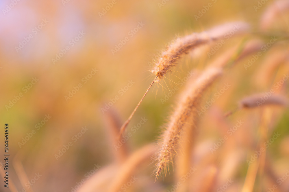 gloden dry Grass spikelets in soft focus in the setting sun close-up. Natural background gloden dry Grass spikelets in soft focus in the setting sun close-up. Natural background