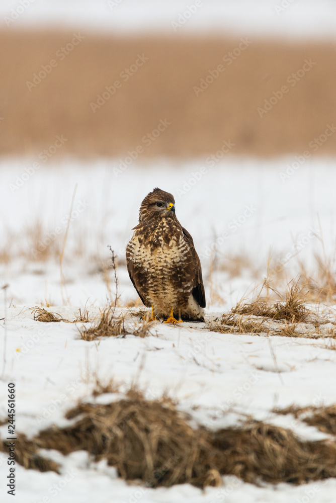 Common buzzard buteo buteo on winter field Common buzzard buteo buteo on winter field