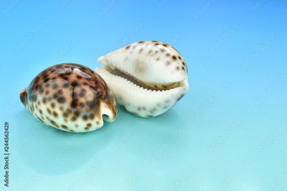 caracolas del mar caribe aisladas en fondo azul caracolas del mar caribe aisladas en fondo azul