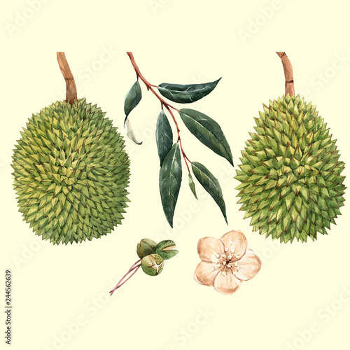 Watercolor durian fruit vector illustrtion