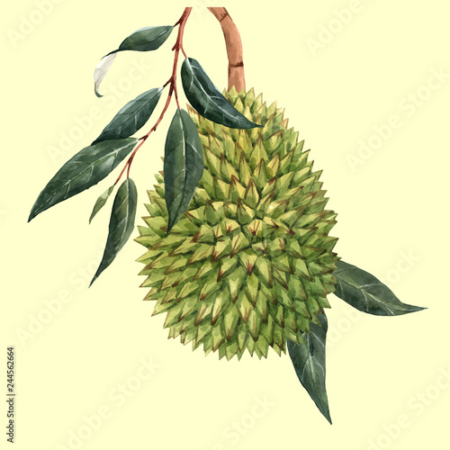 Watercolor durian fruit vector illustrtion