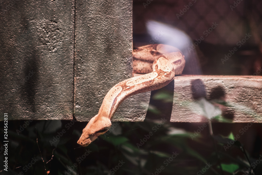 Fototapeta premium animal in the zoo