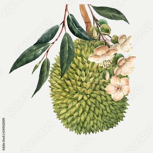 Watercolor durian fruit vector illustrtion