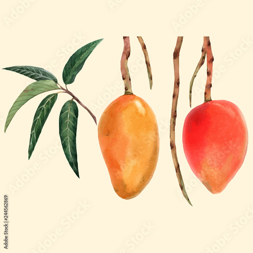 Watercolor mango fruit vector illustration
