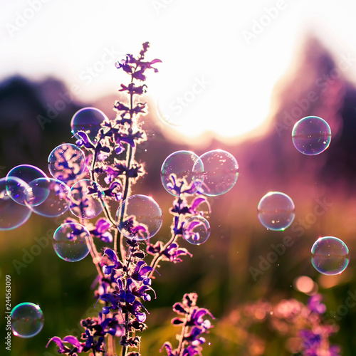 square natural background with summer clear green meadow with pink flowers an...