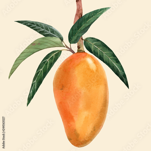 Watercolor mango fruit vector illustration