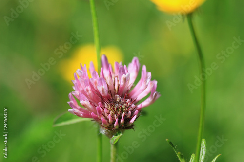 Flower Sommer 