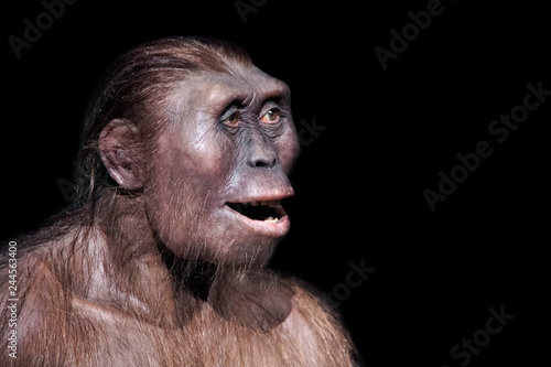 australopithecus afarensis expression photo