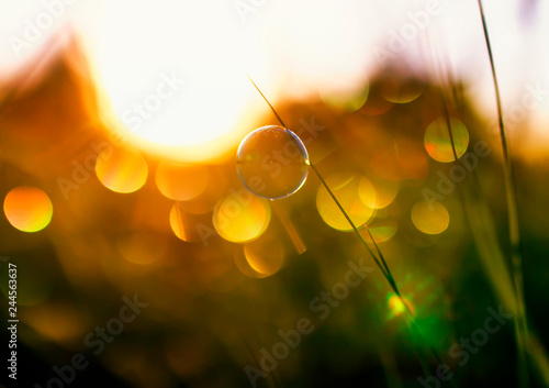 beautiful natural with summer clear green meadow and soap bubble brightly shi...