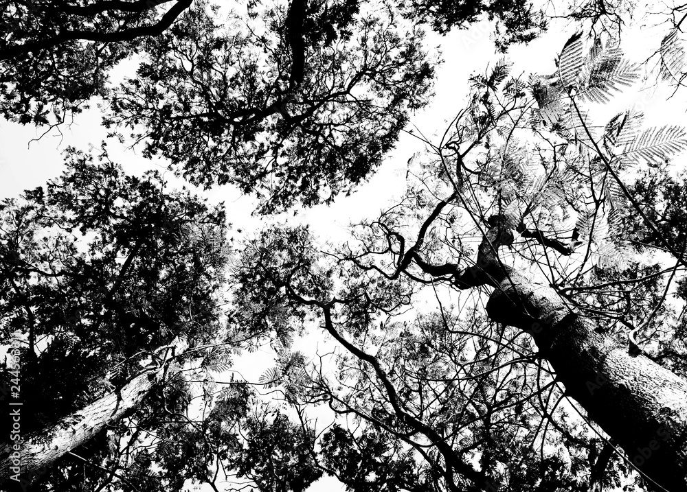 Obraz premium Leafless branches isolated on white background