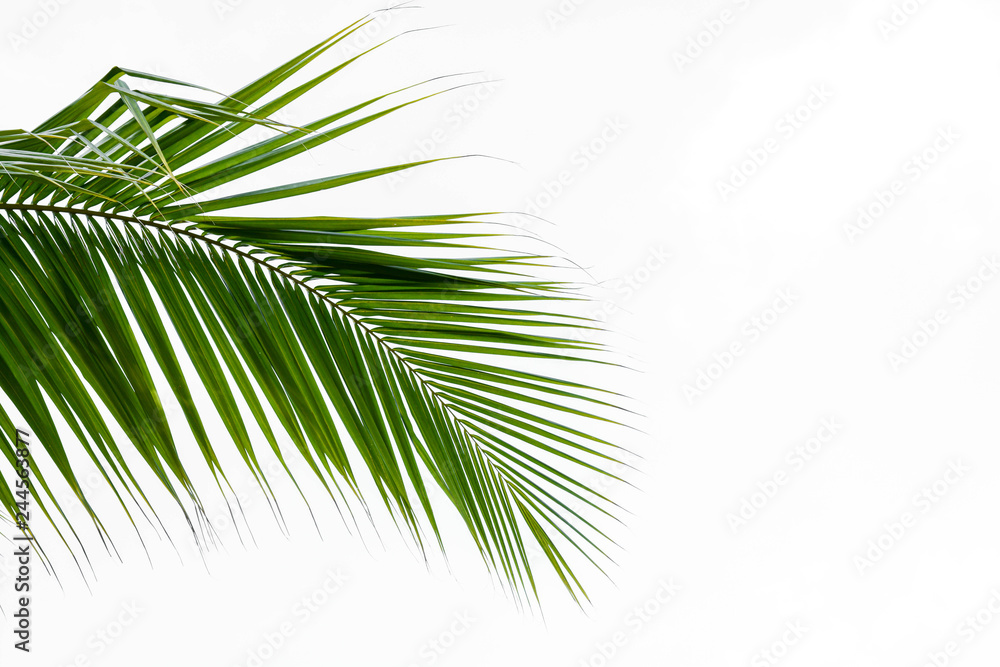 Palm leaves isolated on white Palm leaves isolated on white