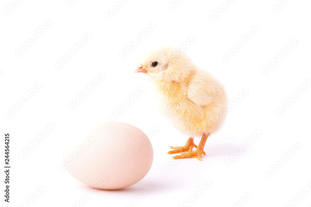 Small yellow chicken and an egg isolated on a white background.