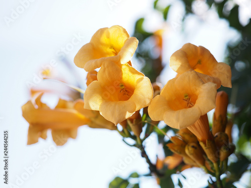 Yellow Trumpet Creeper flowers isolated against white sky photo