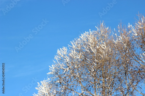 branch of a tree in winter