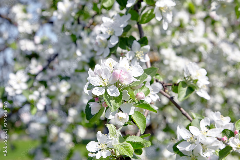White apple tree flowers, spring fruit garden White apple tree flowers, spring fruit garden