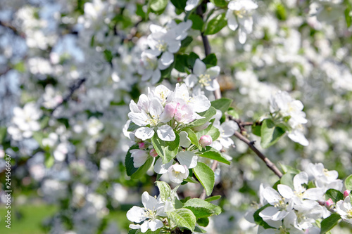 White apple tree flowers, spring fruit garden © mikeosphoto