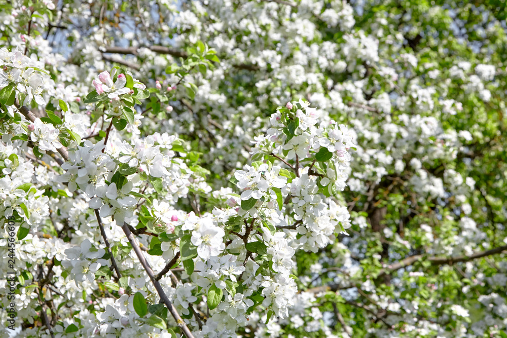 Branches of blooming apple tree, flowers with white petals, spring fruit garden Branches of blooming apple tree, flowers with white petals, spring fruit garden
