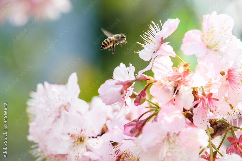 Sakura Flower or Cherry Blossom With Beautiful Nature Background