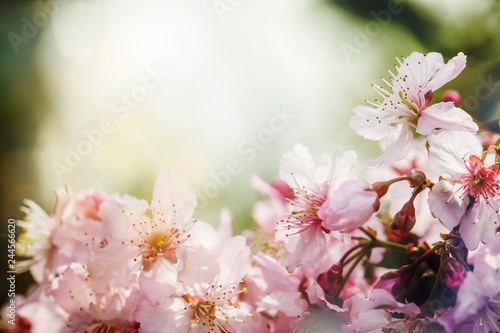 Sakura Flower or Cherry Blossom With Beautiful Nature Background