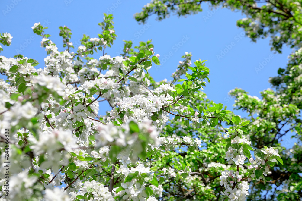 Branches of blossoming apple tree. Flowers with white petals. Spring blooming fruit garden Branches of blossoming apple tree. Flowers with white petals. Spring blooming fruit garden