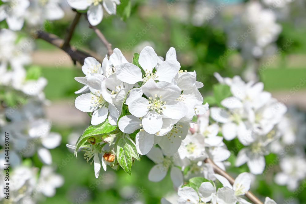 Fototapeta premium White apple tree flowers, spring fruit garden