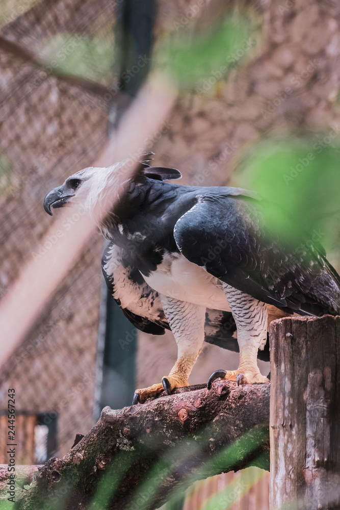 Obraz premium bird on tree