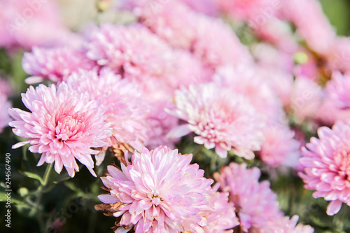 pink chrysanthemum flowers in the garden