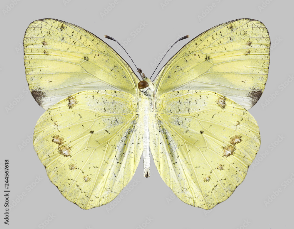 Fototapeta premium Butterfly Ixias pyrene (male) (underside) on a gray background