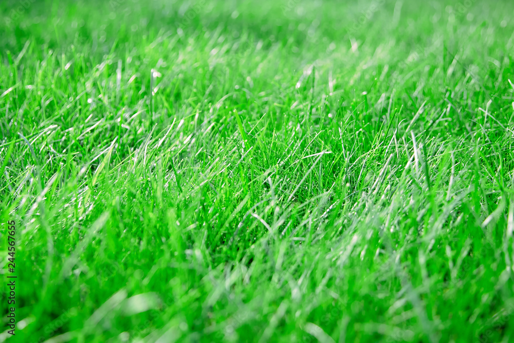 green lawn grass background green lawn grass background