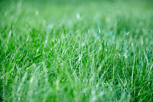 green lawn grass background