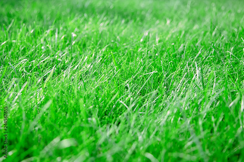 green lawn grass background