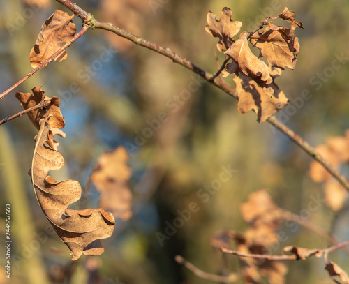 Sich nicht fallen lassen photo