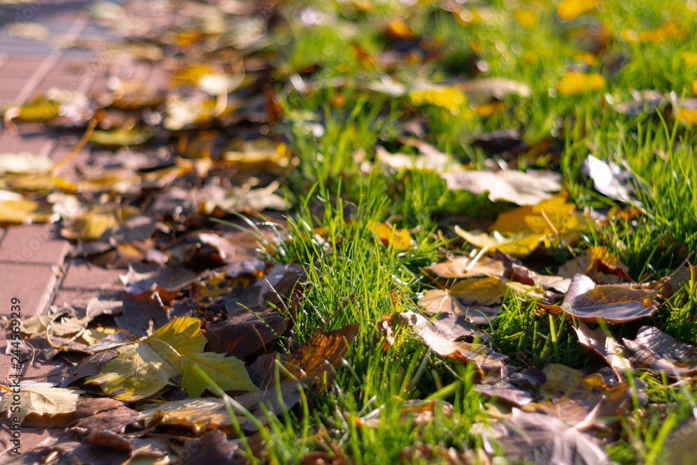Autumn walking road with leaves at the curb. Green grass and orange leaves. Close-up view. Blurred background. Autumn walking road with leaves at the curb. Green grass and orange leaves. Close-up view. Blurred background.