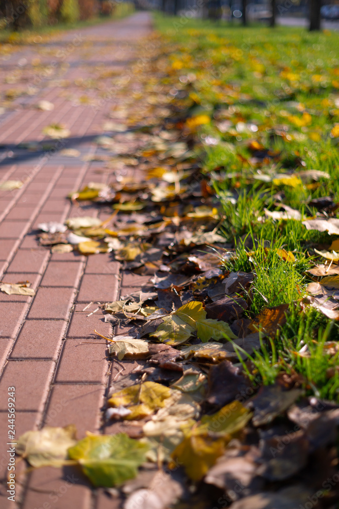 Autumn walking road with leaves at the curb. Green grass and orange leaves. Autumn walking road with leaves at the curb. Green grass and orange leaves.