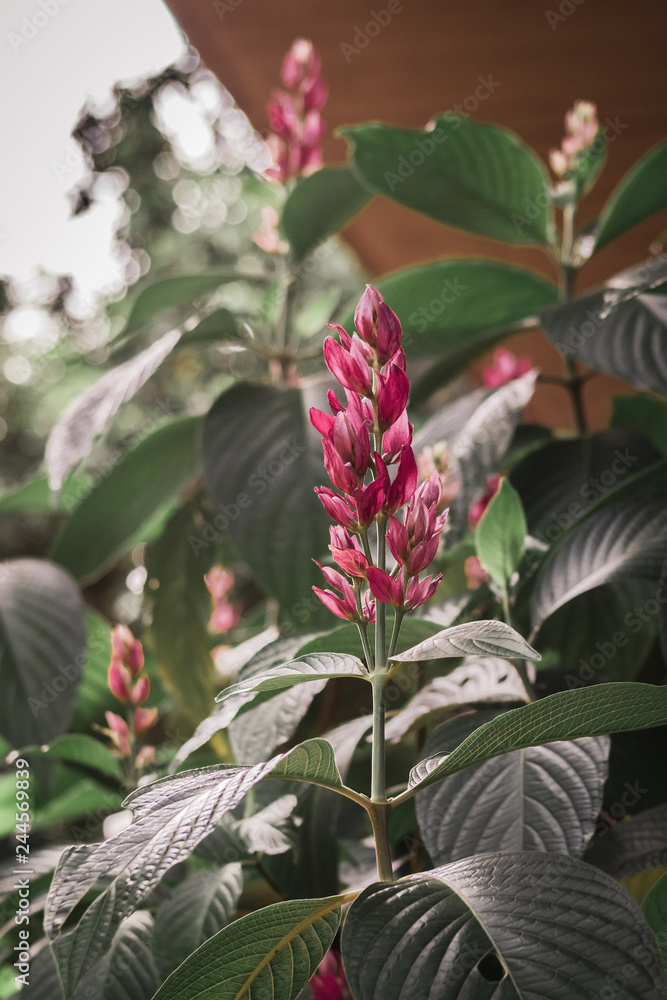 Obraz premium flowers in the garden